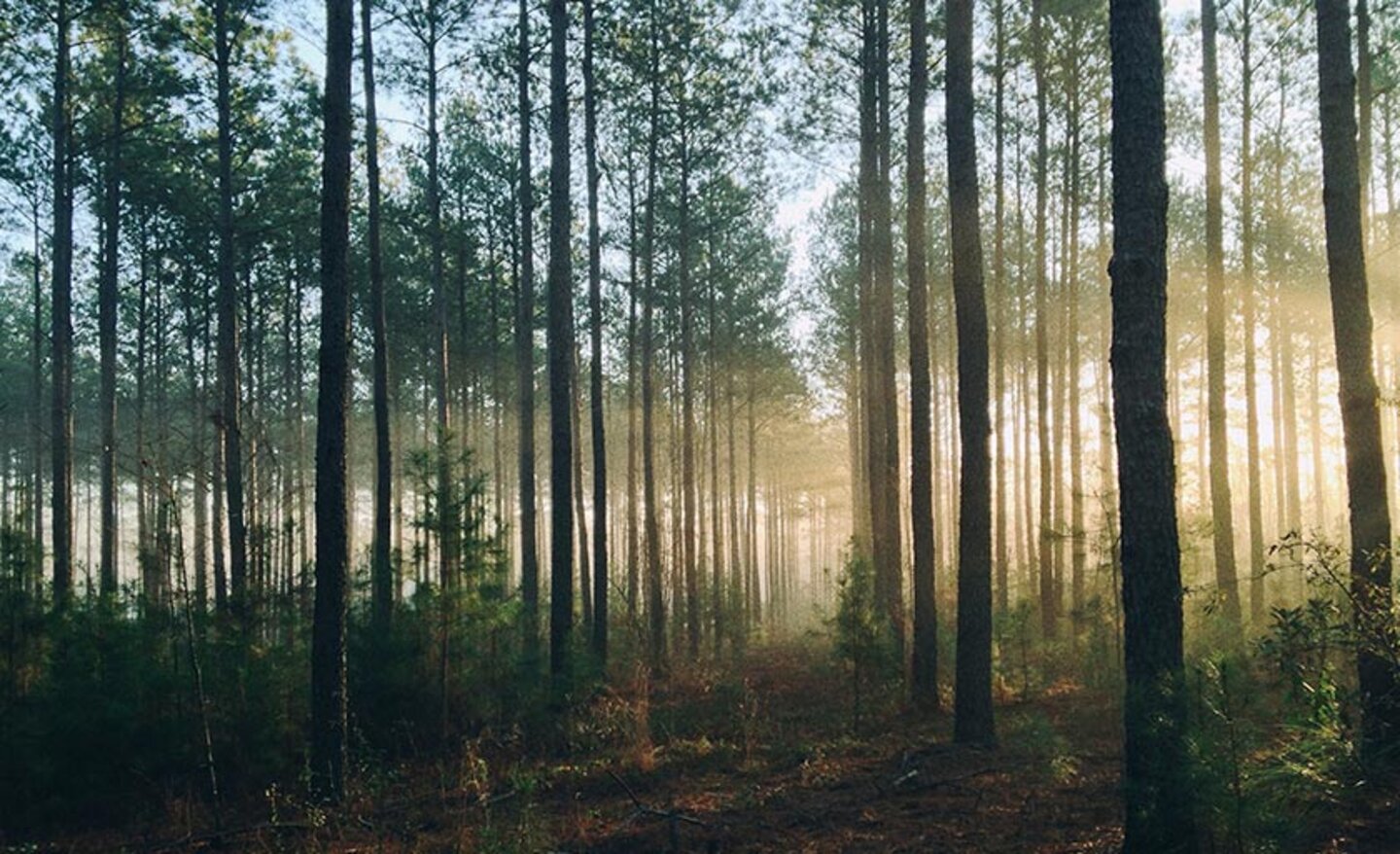 Tallskog Tallskog